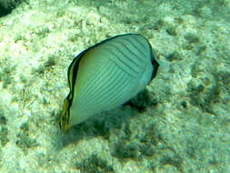 Image of Butterfly fish