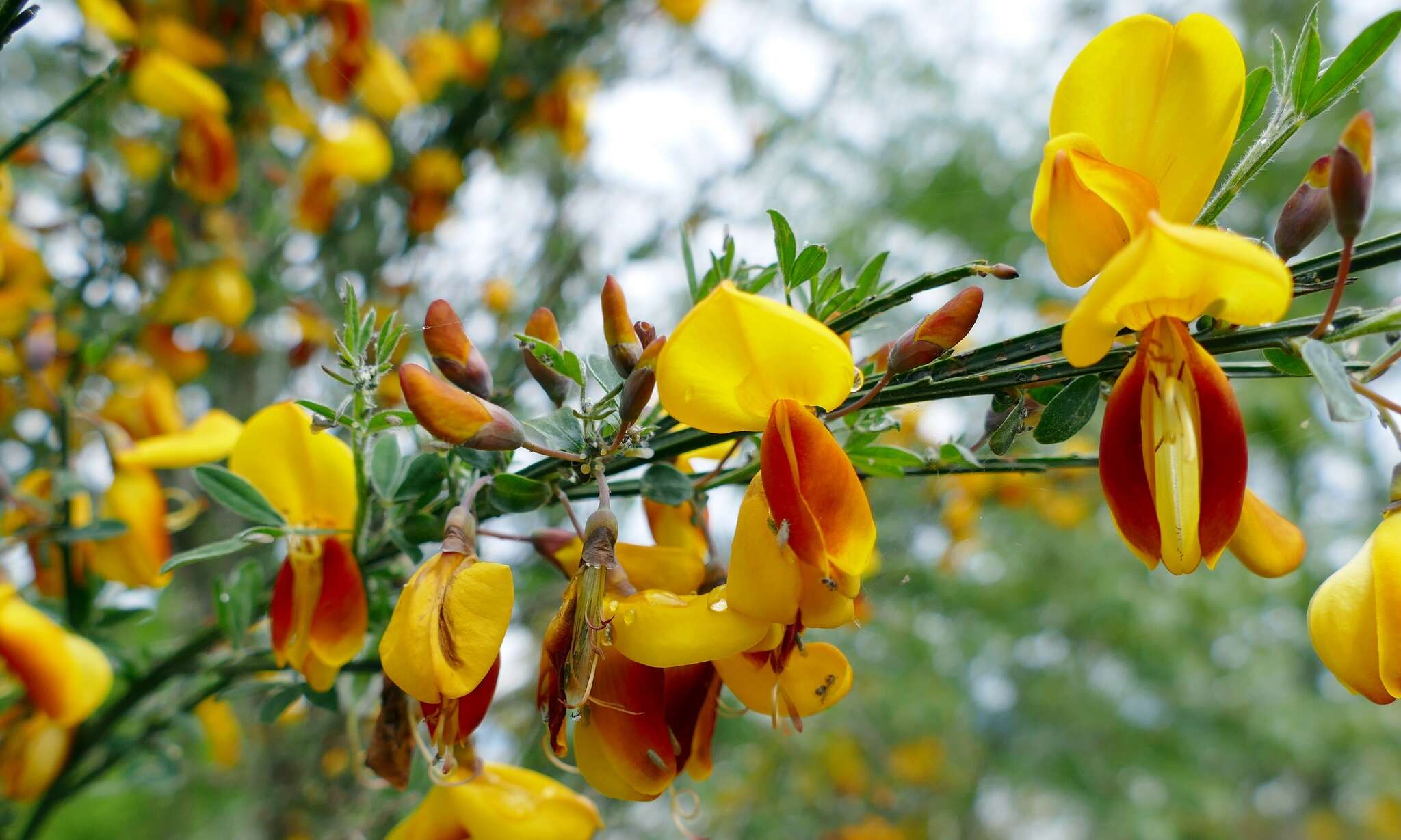 Image of Scotch broom