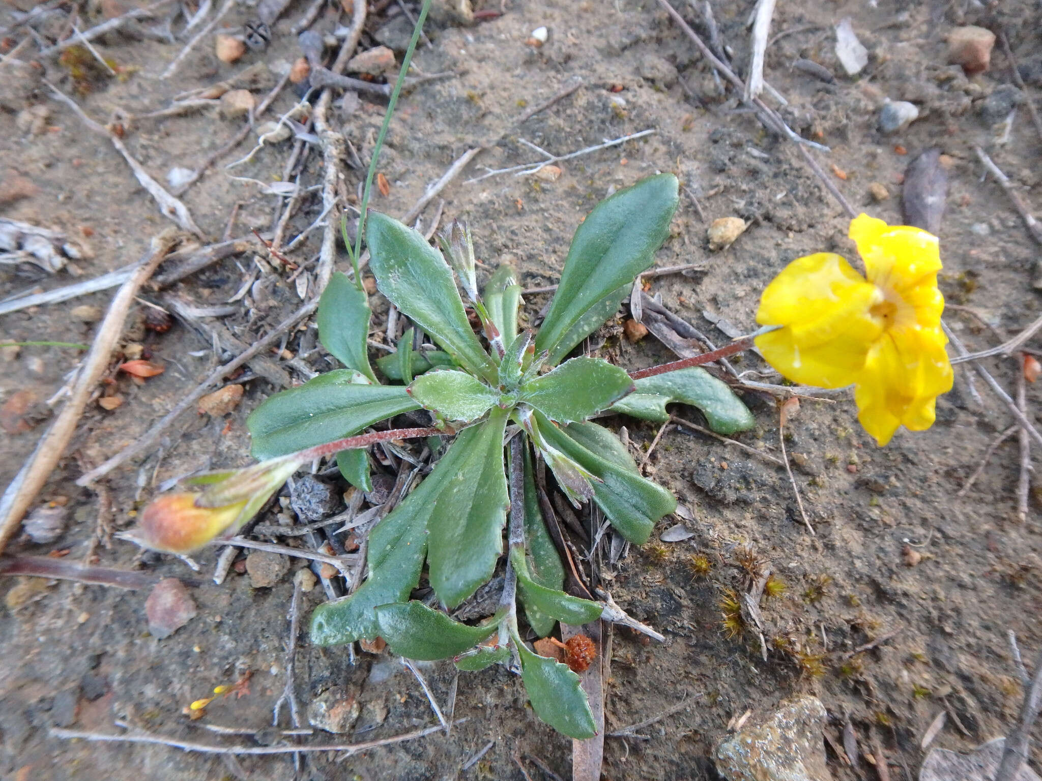 Image of Goodenia blackiana R. C. Carolin