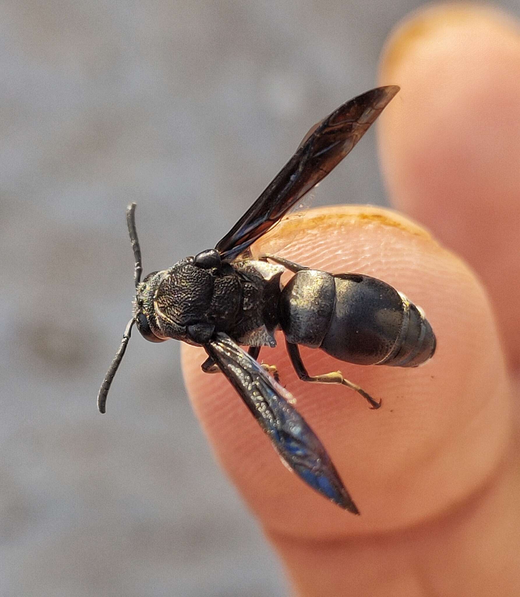 Image of Xenorhynchium nitidulum (Fabricius 1798)