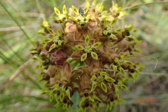 Image of Asclepias macropus (Schltr.) Schltr.