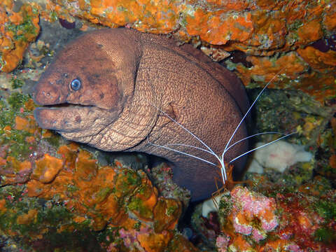 Image of Brown Moray