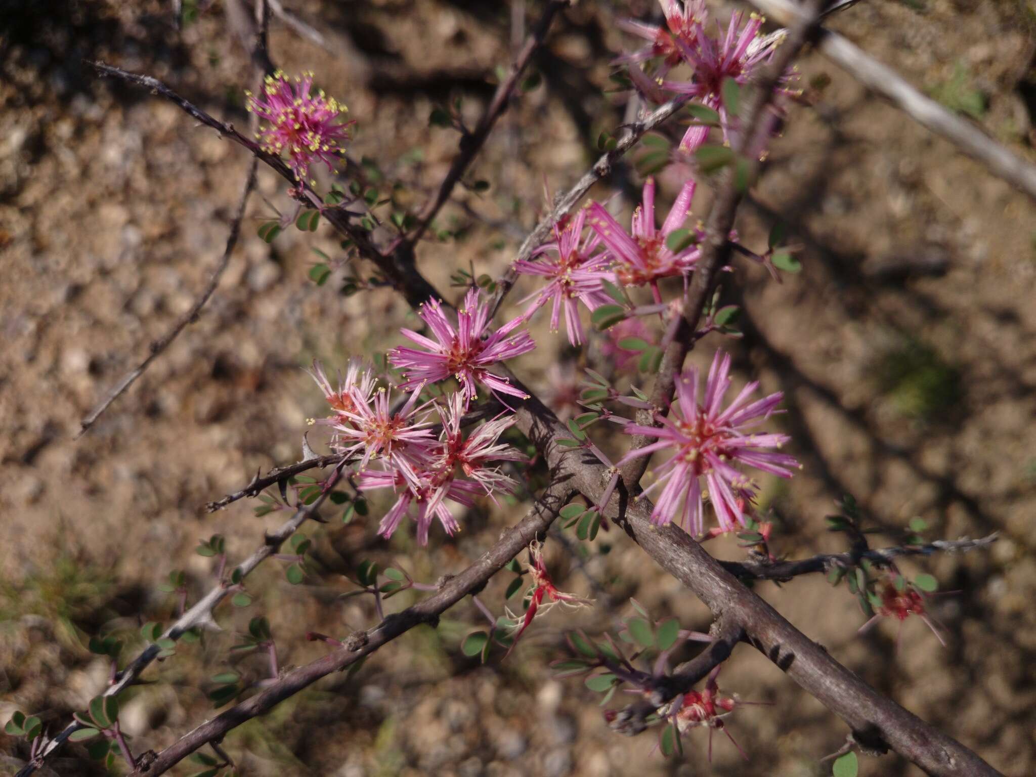 Image de Mimosa zygophylla A. Gray