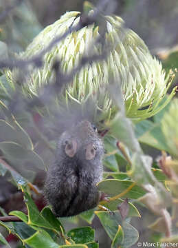 Image of honey possum