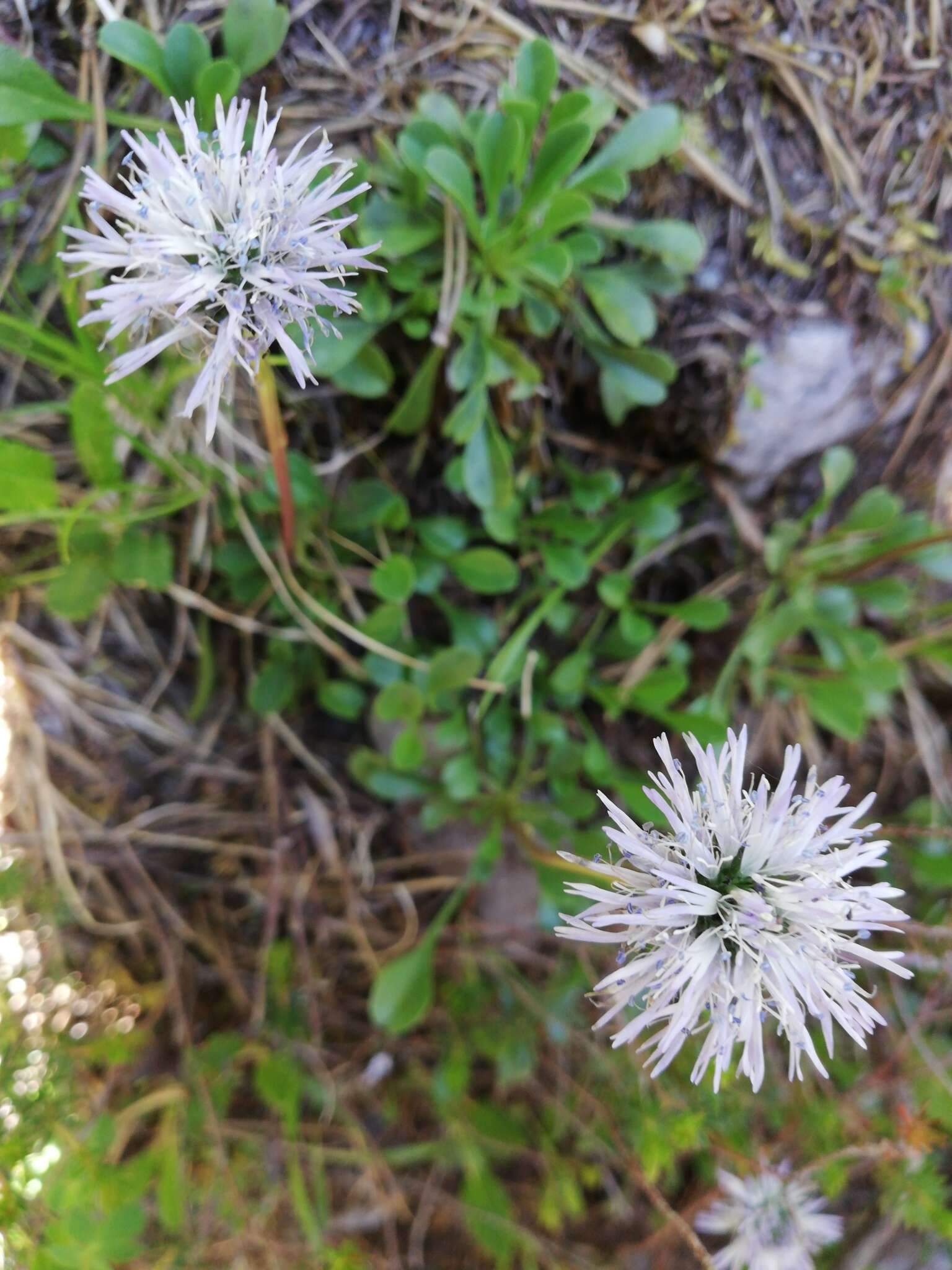 Image of Heart-leaf Globe Daisy