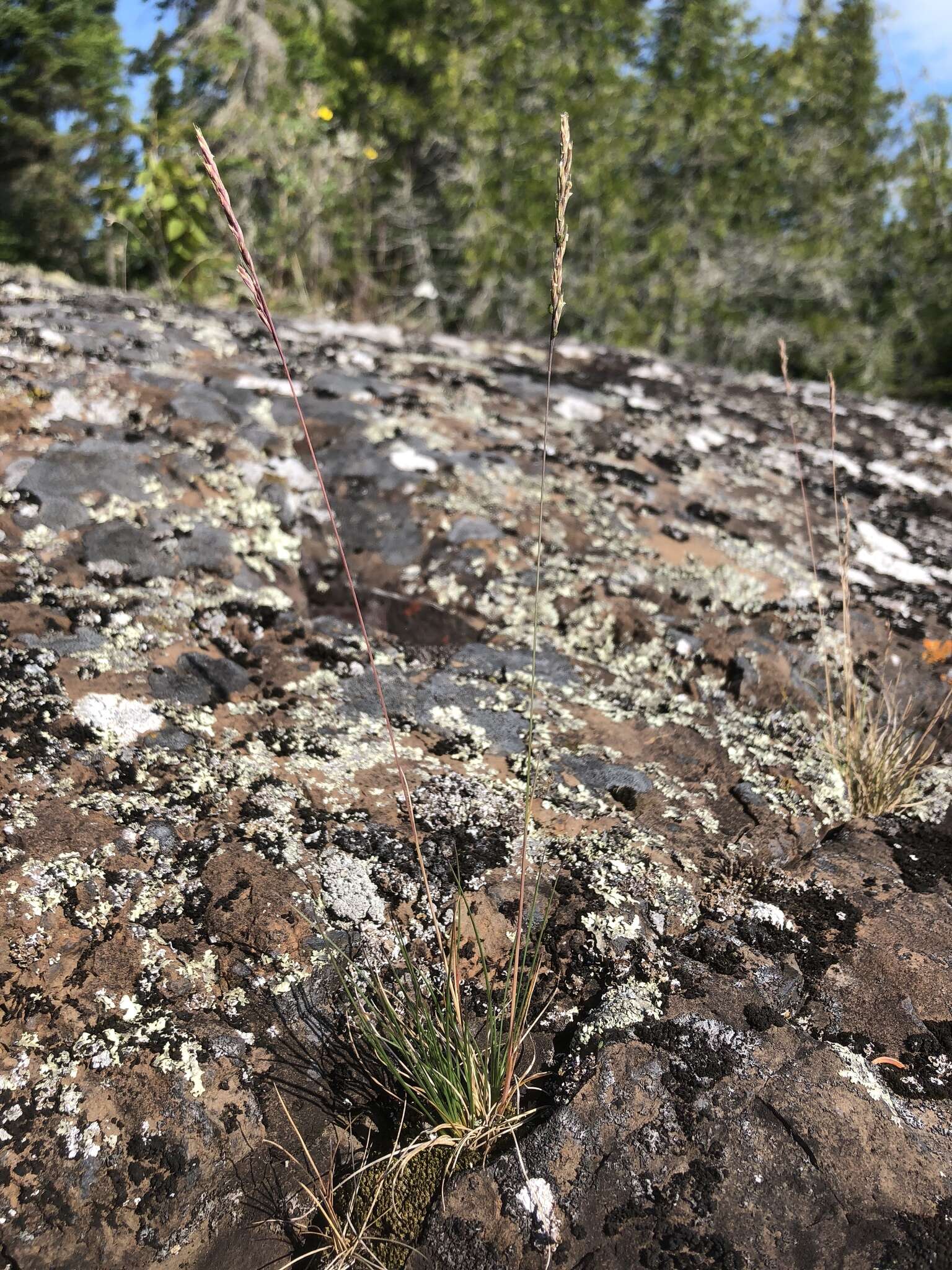 Image de Festuca saximontana Rydb.