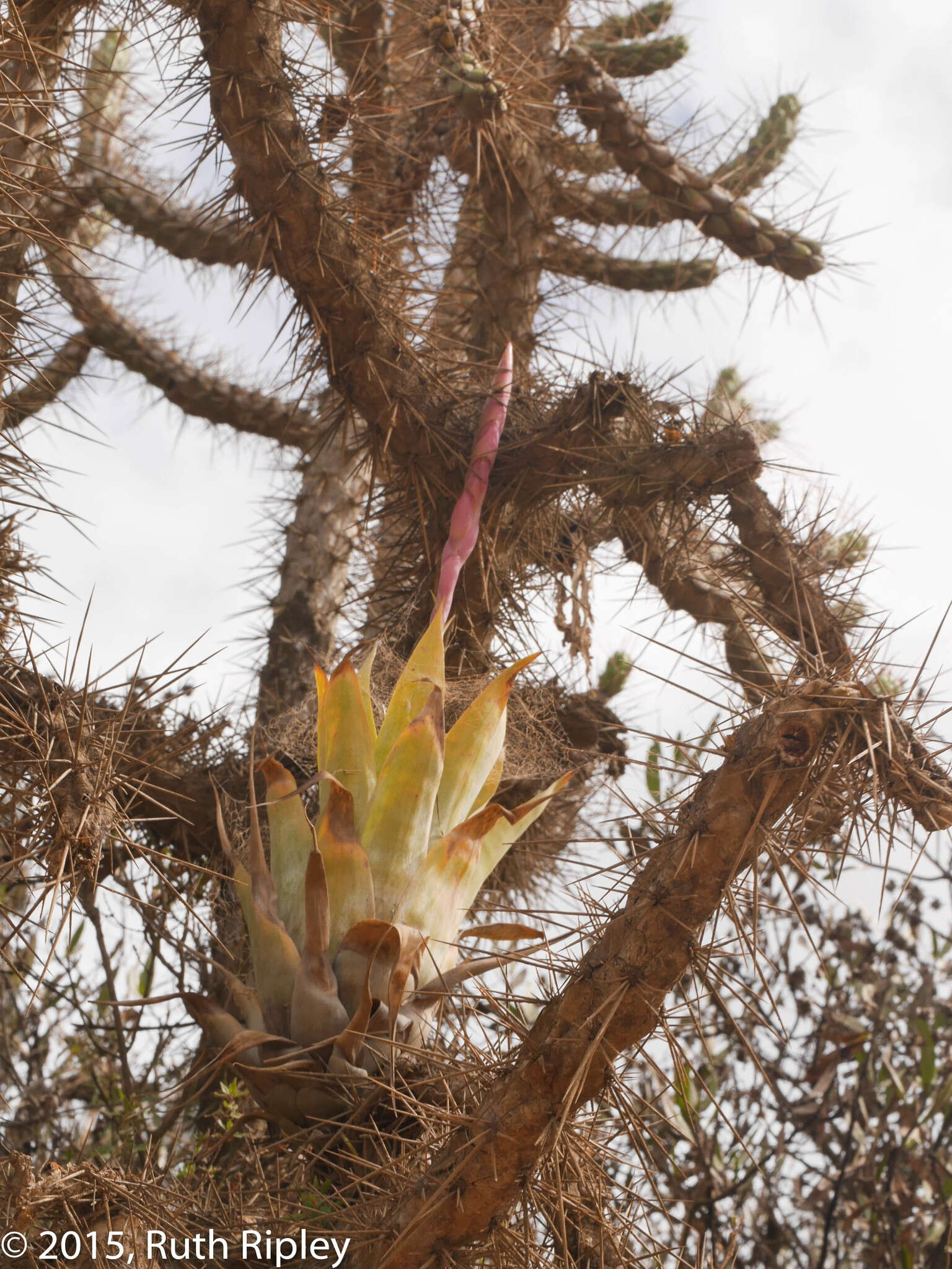 Imagem de Tillandsia walteri Mez