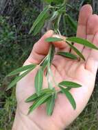 Image of <i>Chamaecytisus prolifer</i> subsp. <i>palmensis</i> (Christ) G. Kunkel