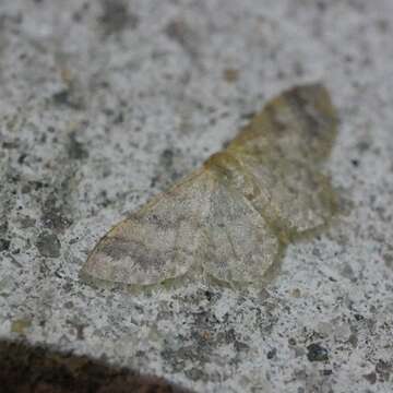 Image of Idaea elaphrodes Turner 1908