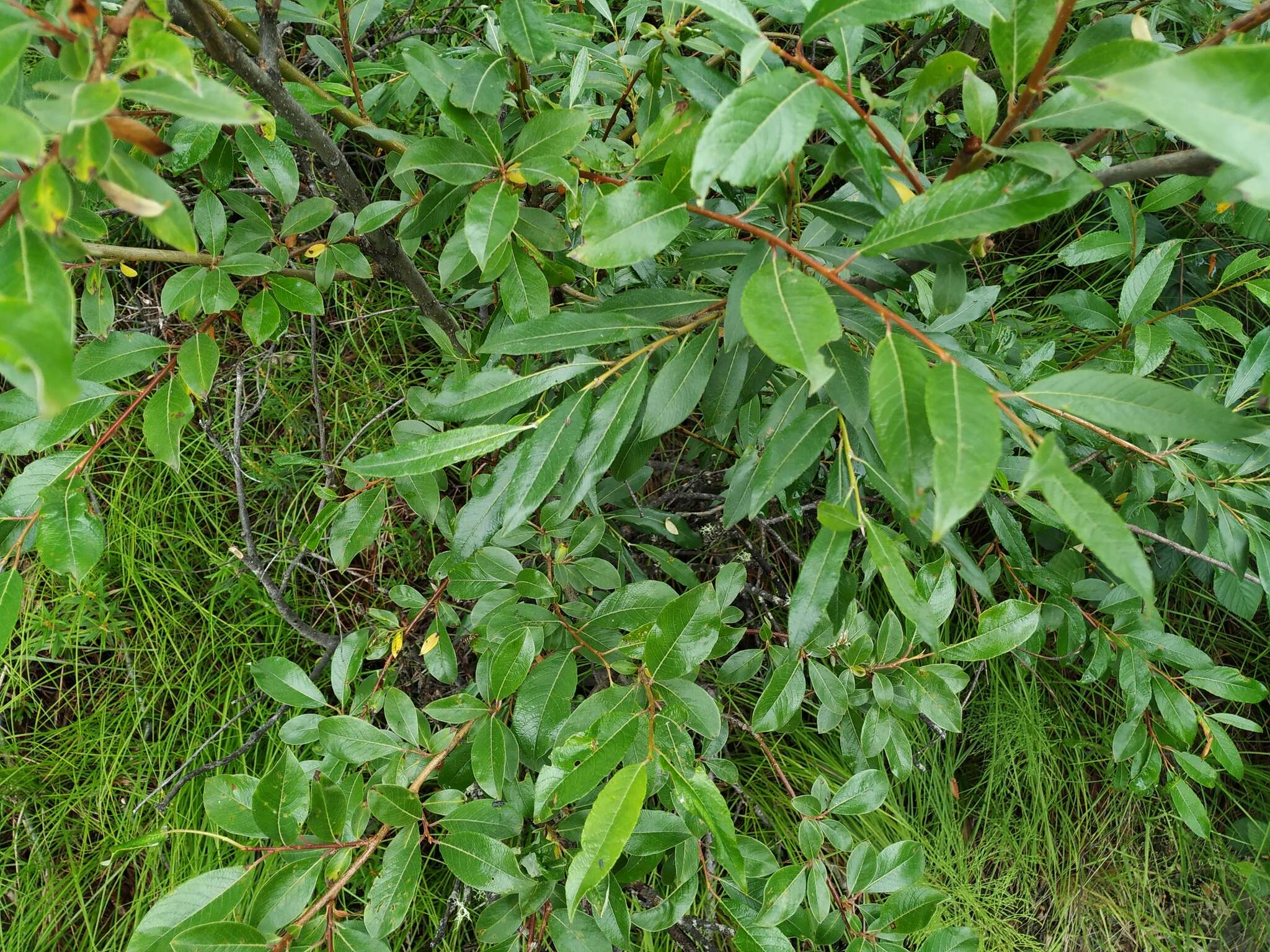 Salix divaricata Pall.的圖片