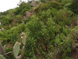 Image de Erythrina americana Mill.