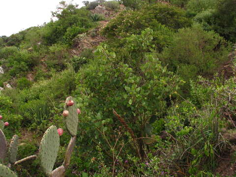 Image de Erythrina americana Mill.