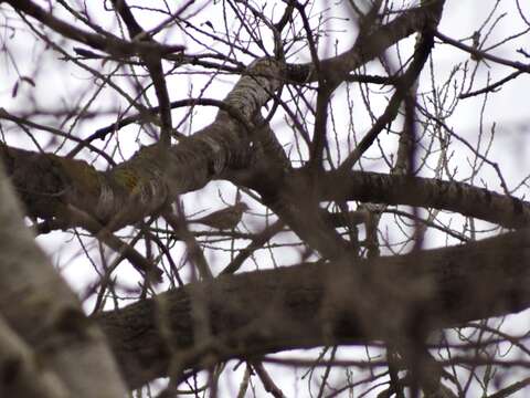 Image of Mistle Thrush