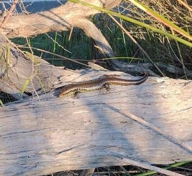 Image of Western Glossy Swamp Skink