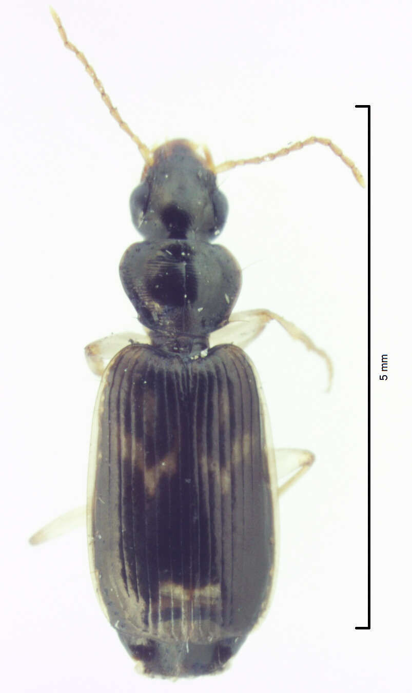 Image of Anomotarus (Anomotarus) variegatus Moore 1967