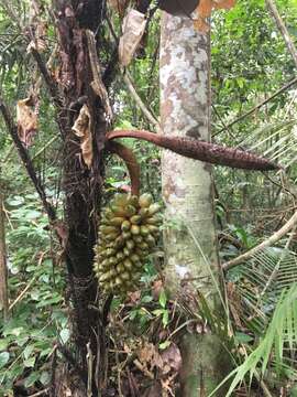 Image of Bactris concinna Mart.