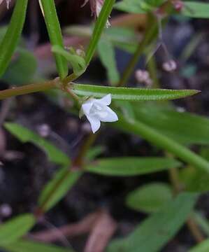 Plancia ëd Scleromitrion brachypodum