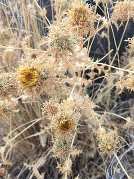 صورة Carlina libanotica Boiss.