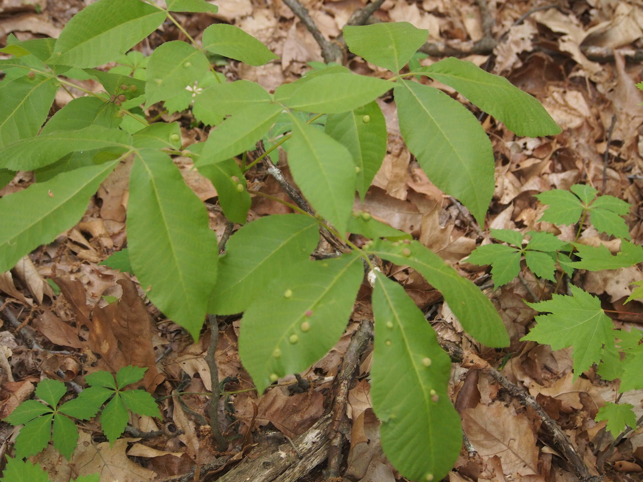 Image of Phylloxera conica (Shimer 1869)