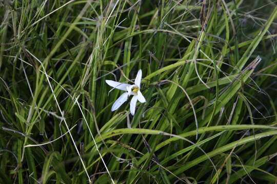 Слика од Xerophyta hereroensis (Schinz) N. L. Menezes