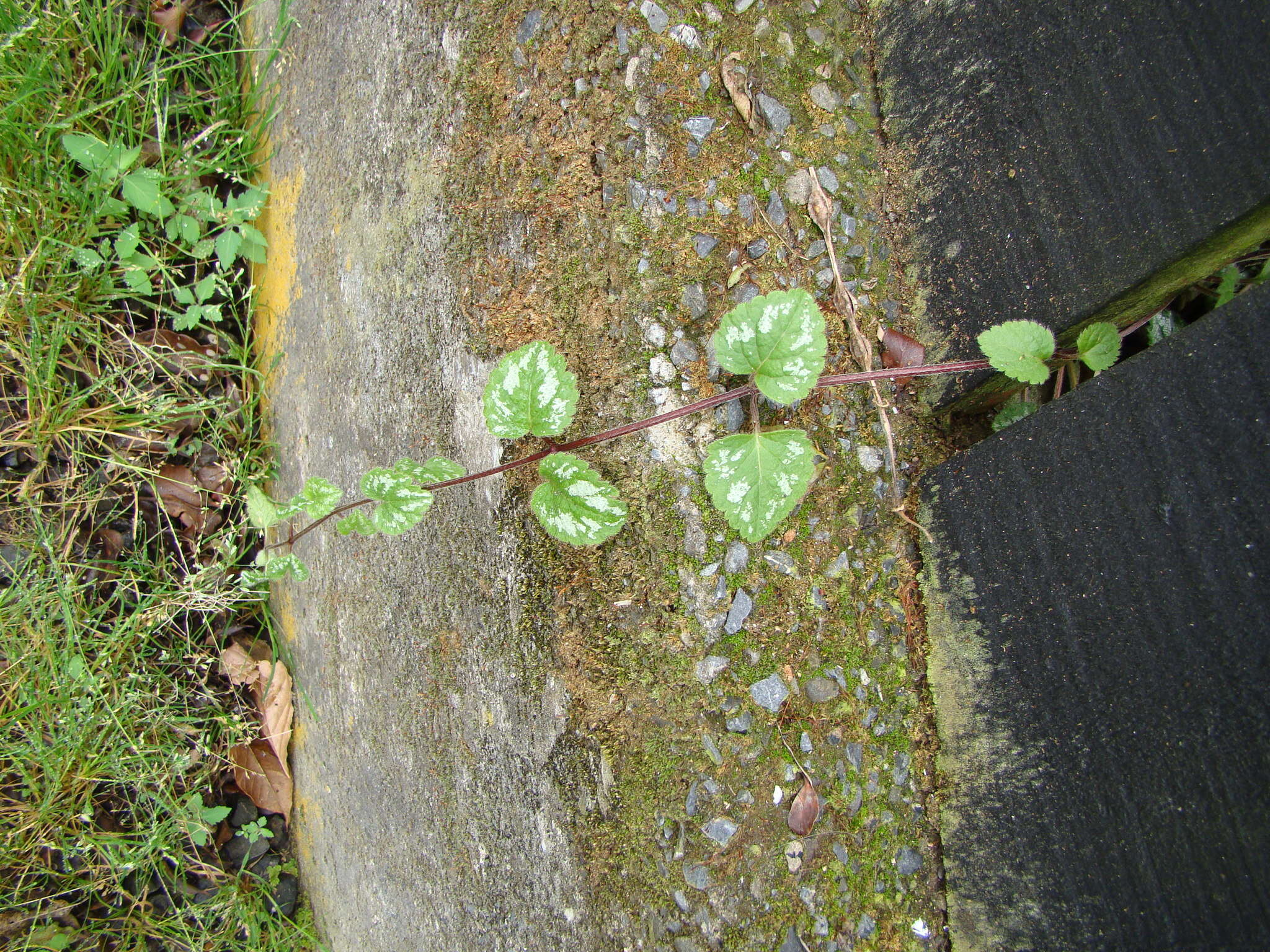 Imagem de Lamium galeobdolon (L.) L.