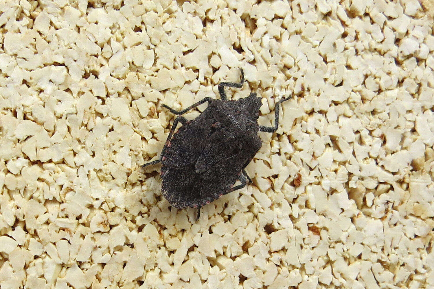 Image of Four-humped Stink Bug