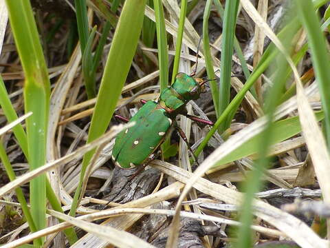 Image of Green tiger beetle