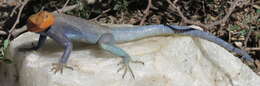 Image of Agama lionotus dodomae Loveridge 1923