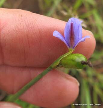 Image of Aristea abyssinica Pax