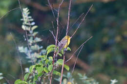 Image of Orchard Oriole