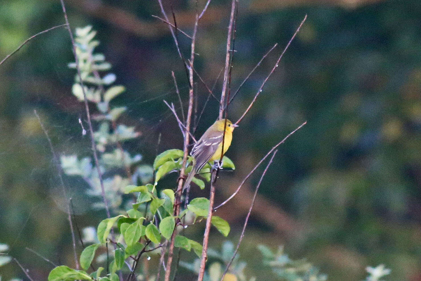 Image of Orchard Oriole