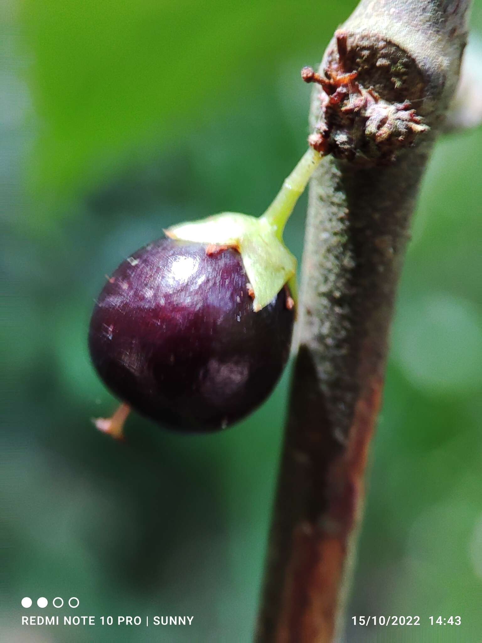 Image of Gynotroches axillaris Bl.