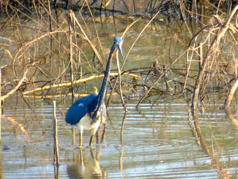 Image de Aigrette tricolore