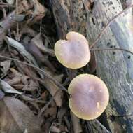 Image of Gymnopilus dilepis (Berk. & Broome) Singer 1951