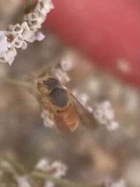 Image de Icteranthidium ferrugineum (Fabricius 1787)