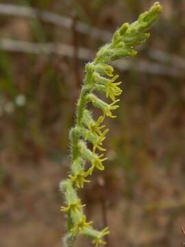 Image of Holothrix villosa var. villosa