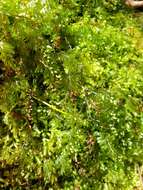 Image of Hymenophyllum peltatum (Poir.) Desv.