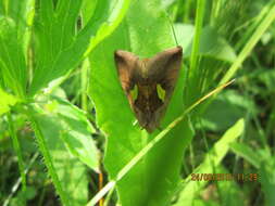 Autographa bractea Schiffermüller 1776 resmi