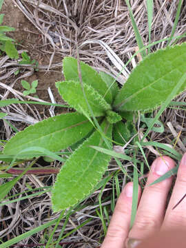 Imagem de Cirsium pumilum var. hillii (Canby) B. Boivin