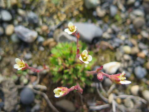 Plancia ëd Saxifraga cespitosa L.