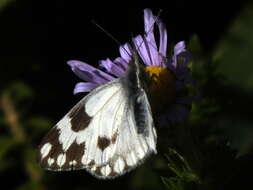 Image of Pontia helice (Linnaeus 1764)