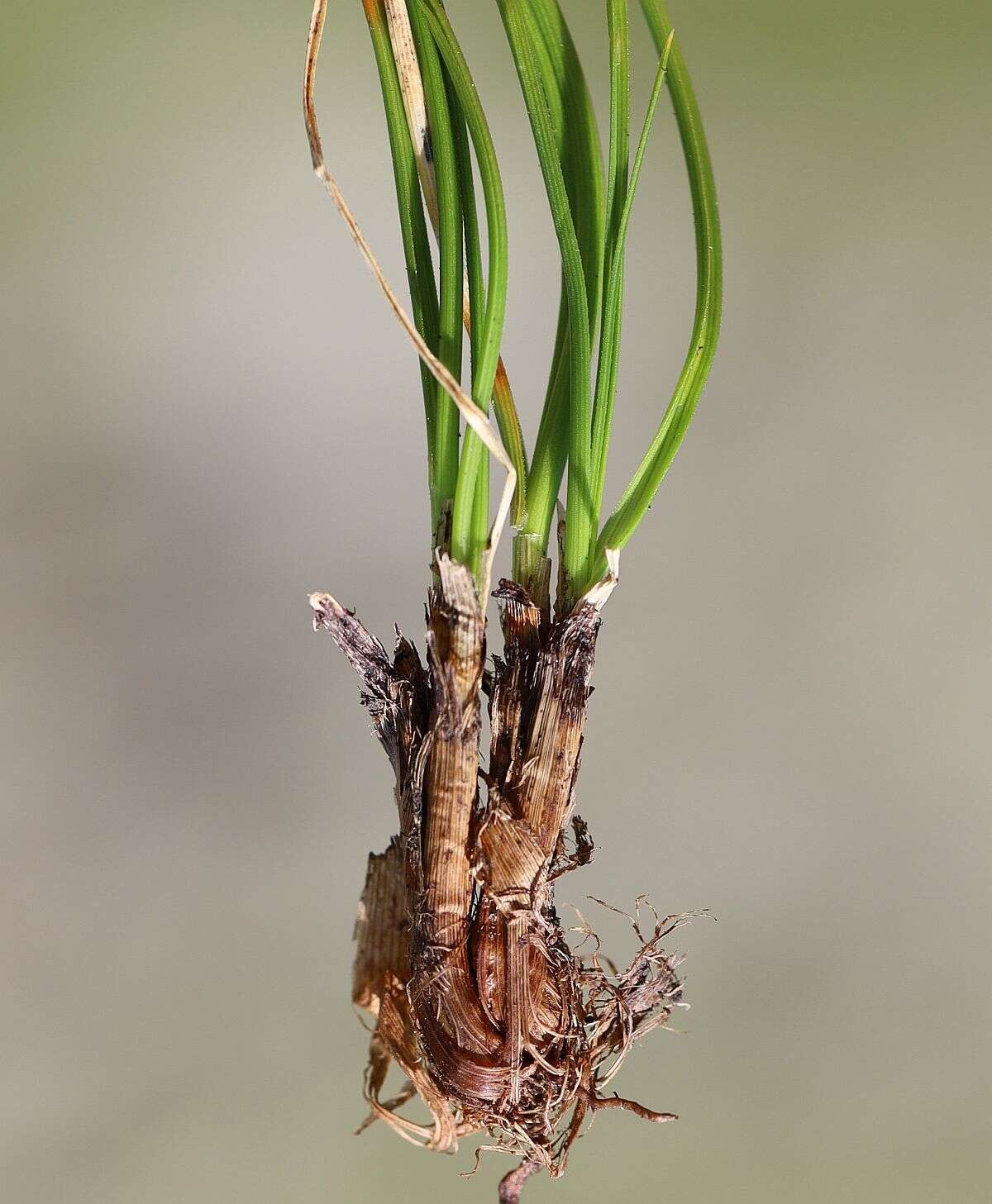 Image of Curvy sedge