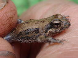 صورة Crinia pseudinsignifera Main 1957