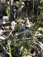 Image of little curlygrass fern