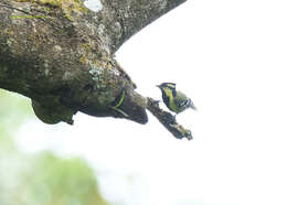 Image de Mésange jaune