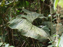 Image of Anthurium bogotense Schott