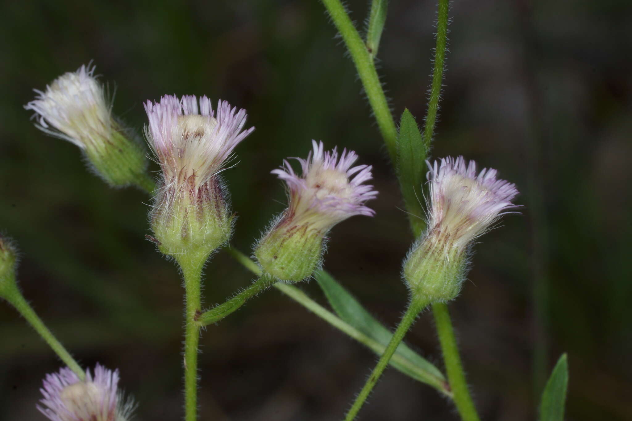 Plancia ëd Erigeron acris subsp. angulosus (Gaudin) Vacc.