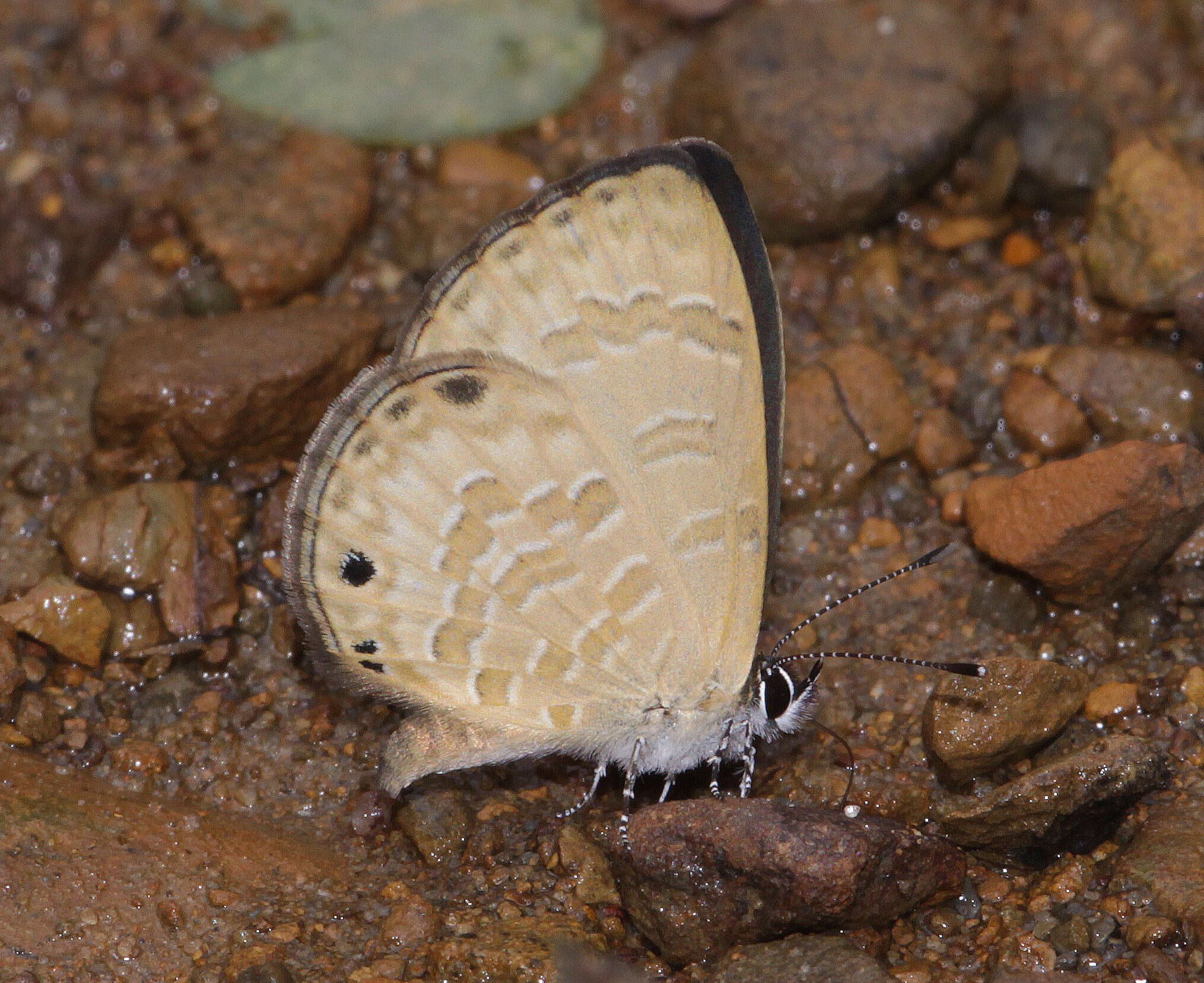 Image of Prosotas lutea sivoka (Evans 1910)