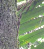 Image of Anolis anchicayae Poe, Velasco, Miyata & Williams 2009