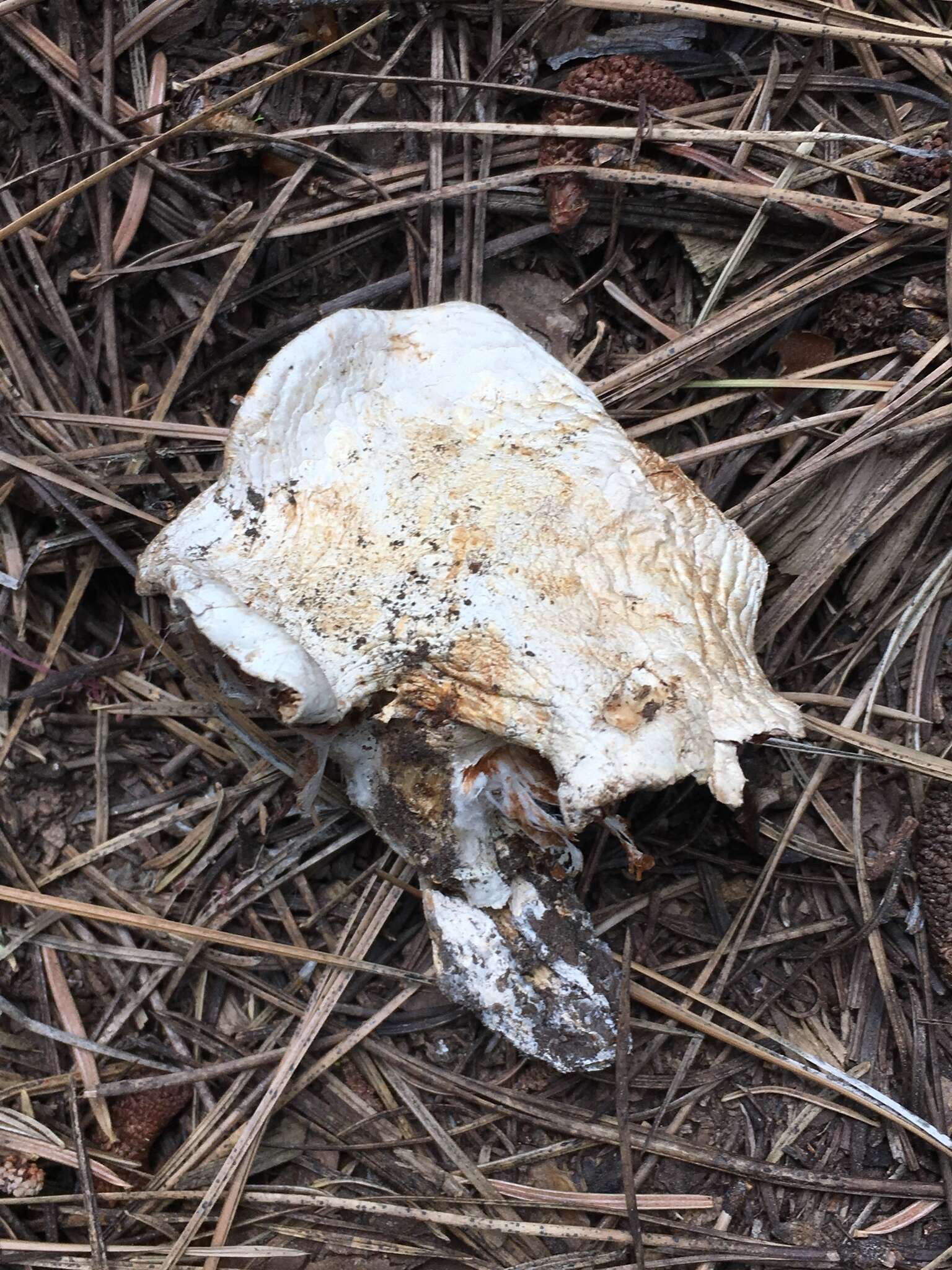 Слика од Cortinarius magnivelatus Dearn. ex Fogel 1995